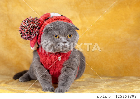 Portrait of a funny ginger cat in a cap with a pompom and a jacket. The cat sits on a soft yellow blanket 125858808