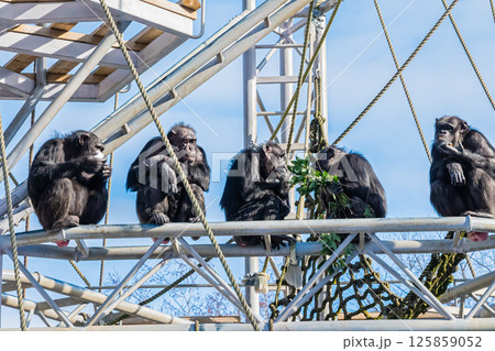 北海道　札幌市　円山公園のチンパンジー 125859052