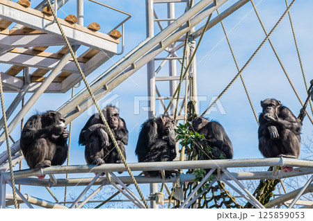 北海道　札幌市　円山公園のチンパンジー 125859053