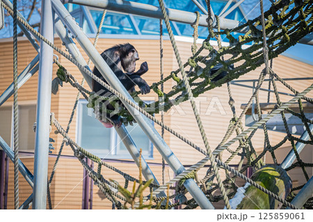 北海道 札幌市 円山公園のチンパンジー 北海道 札幌市 円山公園のチンパンジー 125859061