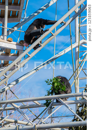 北海道　札幌市　円山公園のチンパンジー 125859063