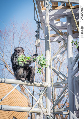 北海道　札幌市　円山公園のチンパンジー 125859071