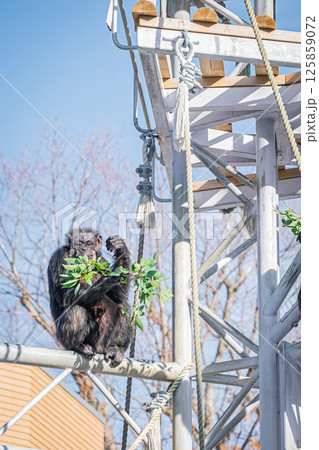 北海道　札幌市　円山公園のチンパンジー 125859072