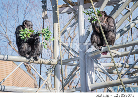 北海道　札幌市　円山公園のチンパンジー 125859073