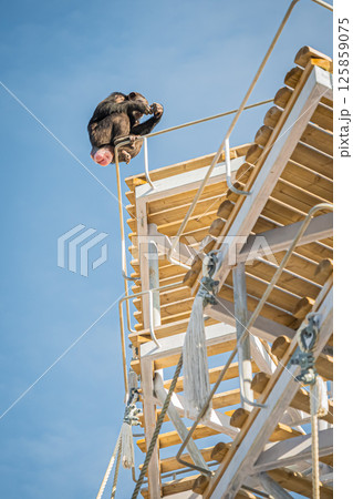 北海道　札幌市　円山公園のチンパンジー 125859075