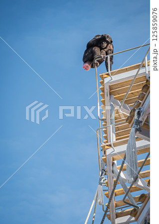 北海道　札幌市　円山公園のチンパンジー 125859076