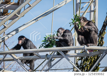 北海道　札幌市　円山公園のチンパンジー 125859082