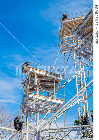 北海道　札幌市　円山公園のチンパンジー 125859084