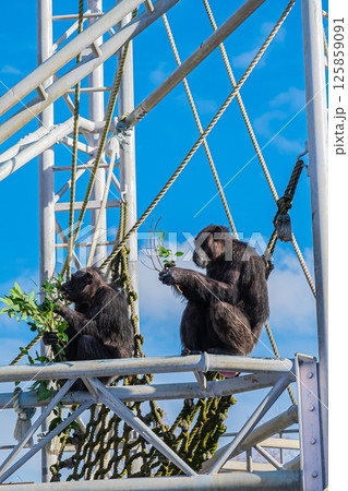 北海道　札幌市　円山公園のチンパンジー 125859091