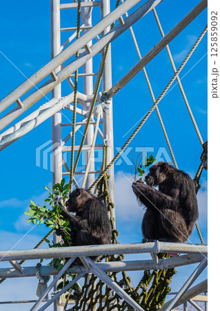 北海道 札幌市 円山公園のチンパンジー 北海道 札幌市 円山公園のチンパンジー 125859092