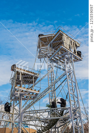 北海道 札幌市 円山公園のチンパンジー 北海道 札幌市 円山公園のチンパンジー 125859097