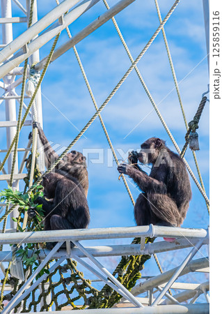 北海道 札幌 円山動物園のチンパンジー 北海道 札幌 円山動物園のチンパンジー 125859116