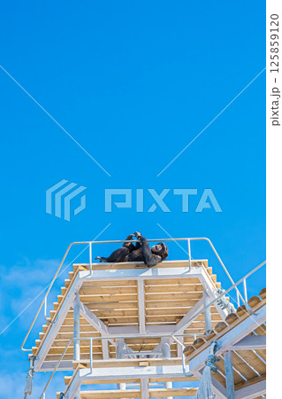 北海道　札幌　円山動物園のチンパンジー 125859120