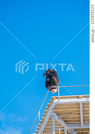 北海道　札幌　円山動物園のチンパンジー 125859123