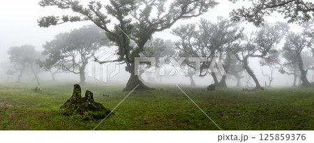 The Mystical Fairy Forest Fanal is a Wondrous Laurel Forest with Clouds and Fog and a UNESCO World Heritage Site on Madeira Island in Portugal. 125859376
