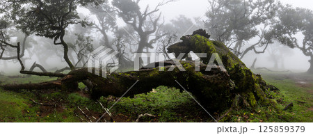 The Mystical Fairy Forest Fanal is a Wondrous Laurel Forest with Clouds and Fog and a UNESCO World Heritage Site on Madeira Island in Portugal. 125859379