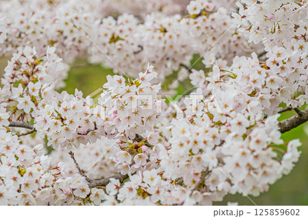 北海道　松前公園の春 125859602