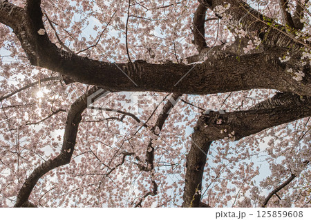 北海道　松前公園の春 125859608