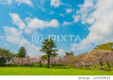 北海道 松前公園の春 北海道 松前公園の春 125859619