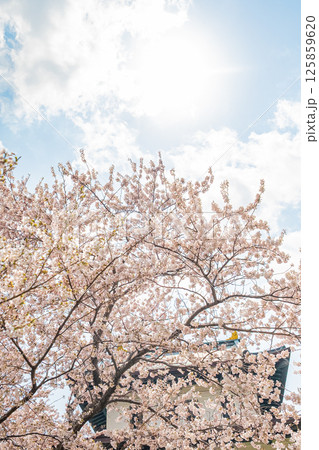 北海道 松前公園の春 北海道 松前公園の春 125859620