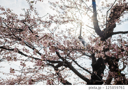 北海道　函館五稜郭公園の春 125859761