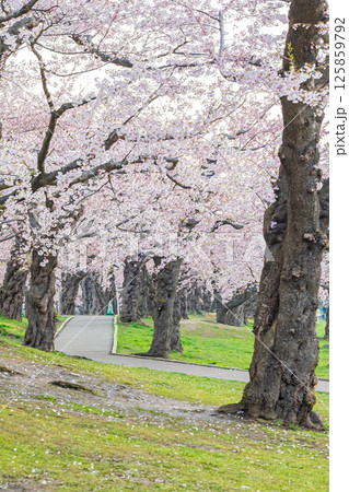 北海道 函館五稜郭公園の春 北海道 函館五稜郭公園の春 125859792