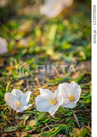 北海道　函館五稜郭公園の春 125859806