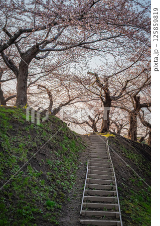 北海道 函館五稜郭公園の春 北海道 函館五稜郭公園の春 125859819