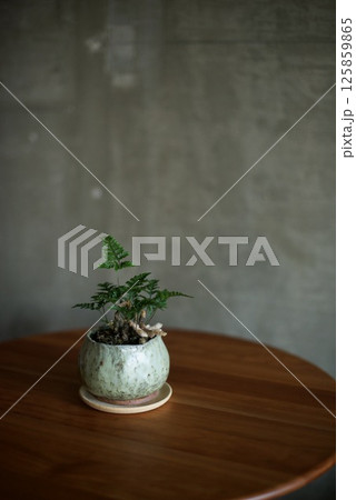 自作の陶器鉢に植えたトキワシノブ 125859865