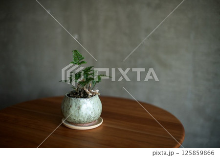 自作の陶器鉢に植えたトキワシノブ 125859866