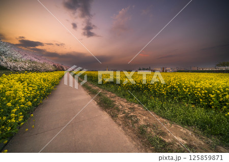 夕暮れ時の幸手権現堂公園　満開の桜と菜の花に囲まれた道の風景【埼玉県・幸手市】 125859871