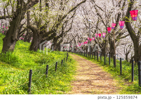 春の幸手権現堂公園　満開の桜の並木道【埼玉県・幸手市】 125859874
