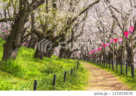 春の権現堂公園 桜咲く並木道の風景【埼玉県・幸手市】 春の権現堂公園 桜咲く並木道の風景【埼玉県・幸手市】 125859876