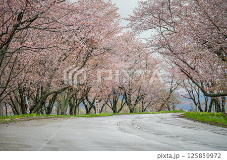 北海道 浦河町 優駿さくらロードの春 北海道 浦河町 優駿さくらロードの春 125859972