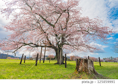 北海道　浦河町　優駿さくらロードの春 125859991