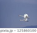 大空を羽ばたくハクチョウ 125860100