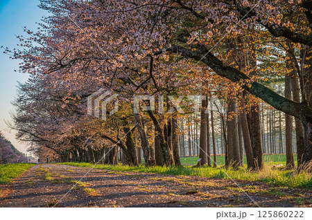 北海道　二十間道路の桜並木 125860222