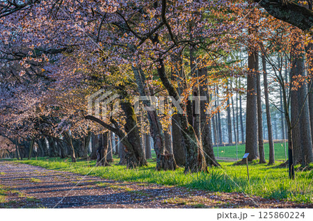 北海道 二十間道路の桜並木 北海道 二十間道路の桜並木 125860224