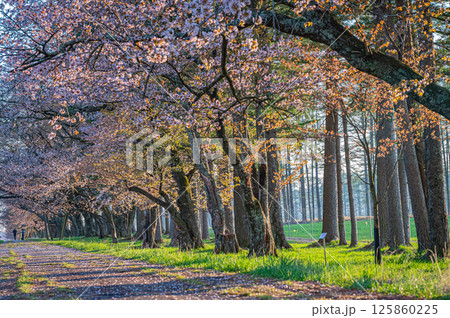 北海道 二十間道路の桜並木 北海道 二十間道路の桜並木 125860225