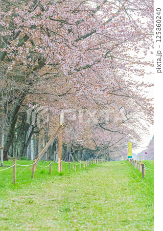 北海道　二十間道路の桜並木 125860240
