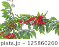 たわわに実ったサクランボ 125860260