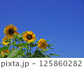 ヒマワリ畑 125860282