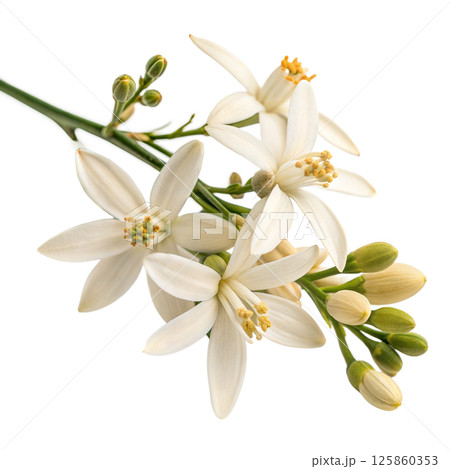 White Flowers Bunch 125860353