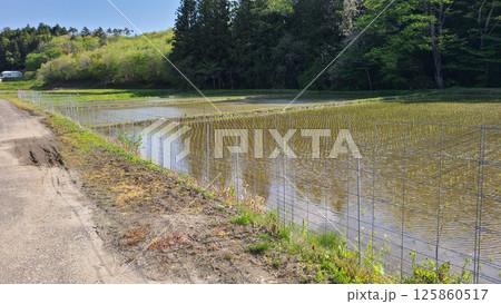 イノシシ防護電気柵 125860517