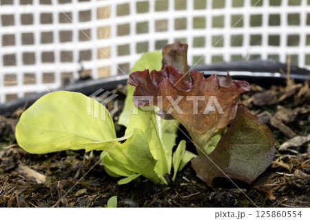 Growing Lettuce Salad Leaves in a Greenhouse Starting to Grow 125860554