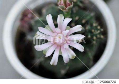 Gymnocalycium ,Gymnocalycium mihanovichii or gymnocalycium mihanovichii variegated with flower or cactus flower 125860728