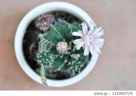 Gymnocalycium ,Gymnocalycium mihanovichii or gymnocalycium mihanovichii variegated with flower or cactus flower Gymnocalycium ,Gymnocalycium mihanovichii or gymnocalycium mihanovichii variegated with flower or cactus flower 125860729