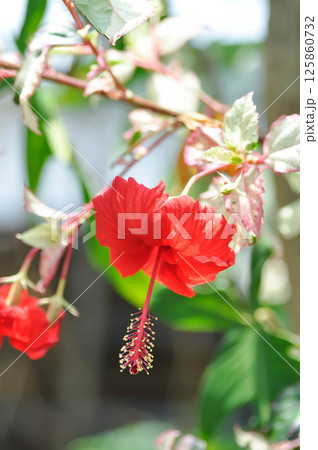 Chinese rose or Hibiscus or Hibiscus rosa sinensis or Hibisceae or Malvaceae , red hibiscus flower Chinese rose or Hibiscus or Hibiscus rosa sinensis or Hibisceae or Malvaceae , red hibiscus flower 125860732