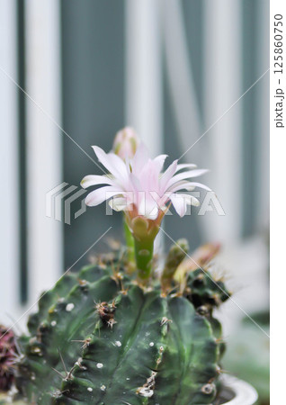 Gymnocalycium ,Gymnocalycium mihanovichii or gymnocalycium mihanovichii variegated with flower or cactus flower 125860750