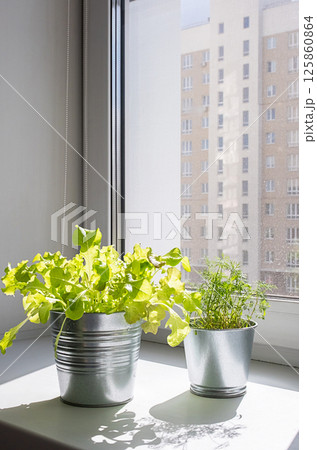 Green Leafy Lettuce and Delicate Dill Grown in Metal Pots, Bathed in Sunlight. Urban Gardening Concept. Green Leafy Lettuce and Delicate Dill Grown in Metal Pots, Bathed in Sunlight. Urban Gardening Concept. 125860864